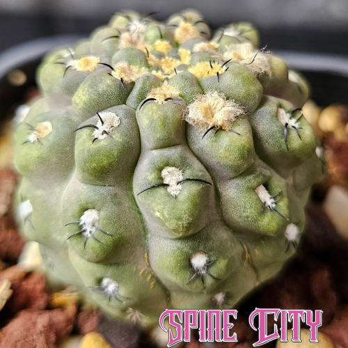 Eriosyce napina miniature cactus with knobbly textured body and minimal spines