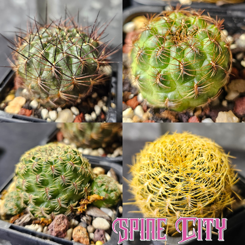 Cactus bundle of 4 Sulcorebutia clumping varieties with massive flower displays.
