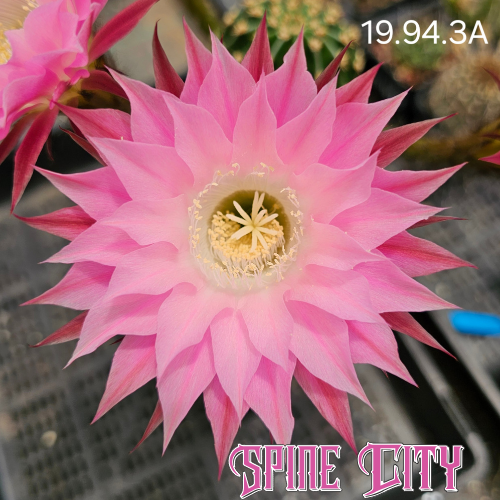 Echinopsis hybrid 19.94.3A displaying densely stacked, sharply defined petals transitioning from near white at the centre to deep pink outer layers.