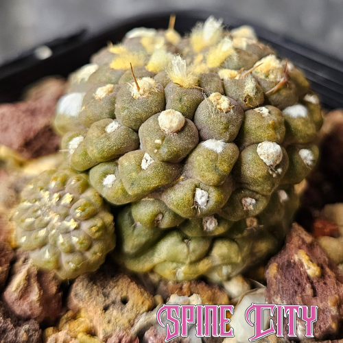 Eriosyce napina tiny desert miniature cactus with knobbly body and nearly spineless surface slow grown specimen