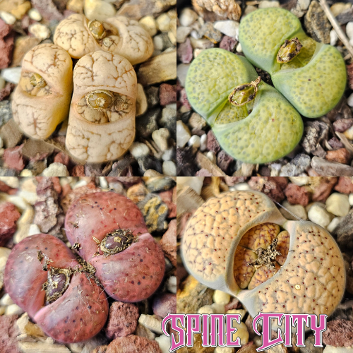 Lithops bundle featuring four individually selected living stone plants from Spine City.