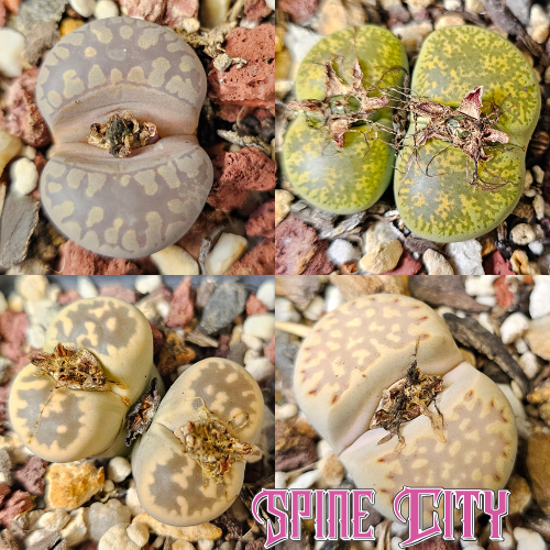 Lithops bundle (4 plants)