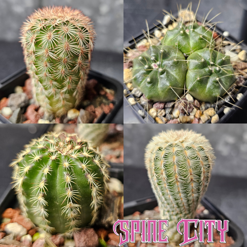 Cactus bundle - 4 plants flowering Echinocereus mix Echinocereus pectinatus SB1477 Echinocereus knippelianus Echinocereus viridiflorus MN566 rare cactus bundle Spine City collector flowering cactus