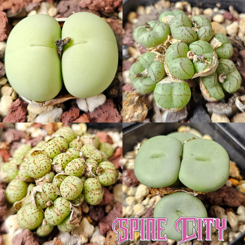 Conophytum bundle (4 plants) – curious miniature succulents grown from seed, Spine City Australia