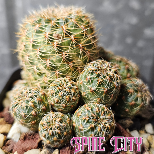 Sulcorebutia sp. lost label cactus forming an established multi headed cluster with compact form