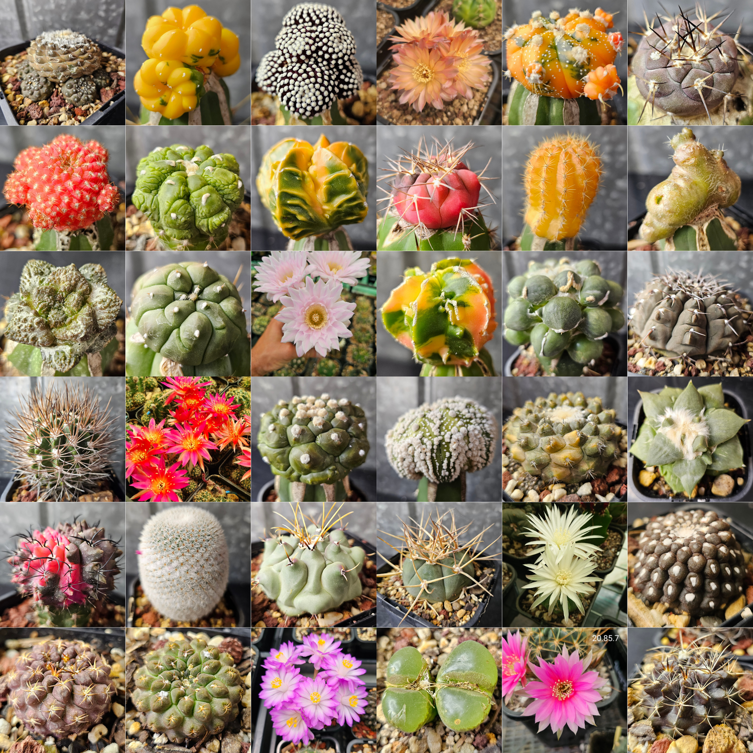 Collage of rare cactus and succulent plants from Spine City, including Astrophytum, Ariocarpus, Copiapoa, Gymnocalycium, Mammillaria, and flowering hybrids, showcasing unique colours, textures, and forms.