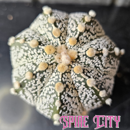 Astrophytum asterias ASCAP cactus with high rib margins and clean, well-defined surface detail