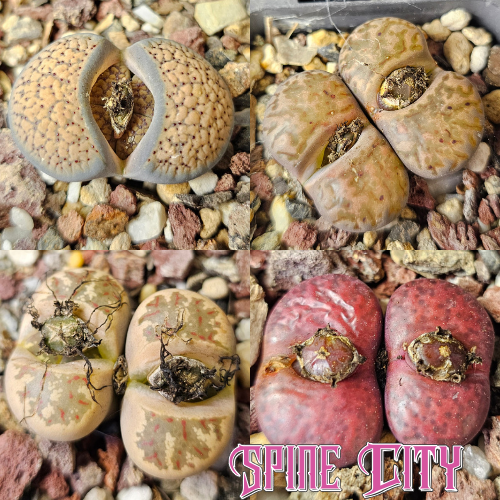Lithops bundle featuring four individually selected living stone plants from Spine City