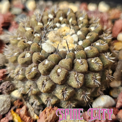 Chileorebutia esmeraldana FR518 cactus with olive tones and tight clustered form