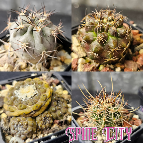 Cactus bundle - 4 plants slow burn pack Echinocereus ferreirianus Lobivia thionantha glauca Copiapoa hypogaea Copiapoa montana hybrid Spine City cactus bundle Australia’s leading Lobivia producer