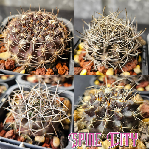Cactus bundle of 4 Eriosyce dark body species with frosty, mysterious appearance.