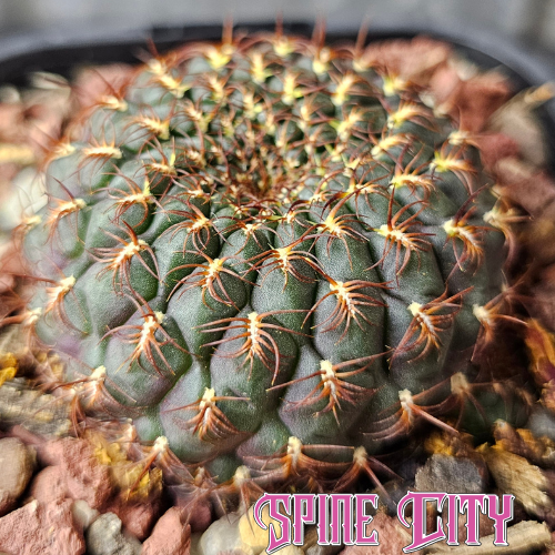 Sulcorebutia albiareolata MN622 with dark body purple seasonal tones and compressed spines forming clumps