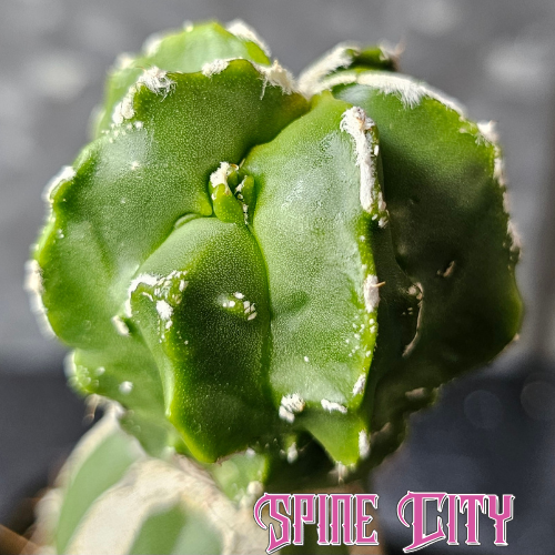 Astrophytum myriostigma cv. Hekiran cactus from Japan with subtle surface patterning