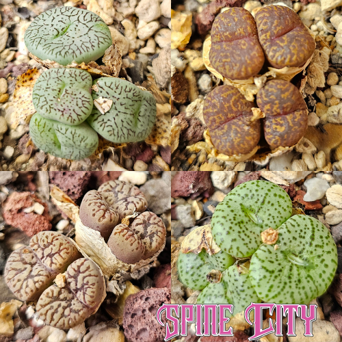 Conophytum bundle (4 plants) – assorted miniature succulents grown from seed, Spine City Australia