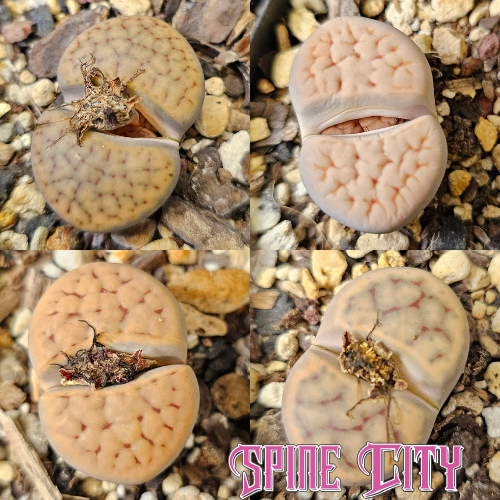 Lithops bundle (4 plants)