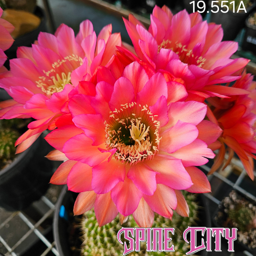 TH Betty Boom x TH Zelly 8 displaying vibrant flowers with peach orange centres, candy pink petals and intense hyper pink edges.