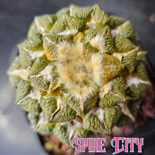 Ariocarpus kotschoubeyanus x Godzilla with a compact textured body and seasonal yellow and orange colour through the crown.
