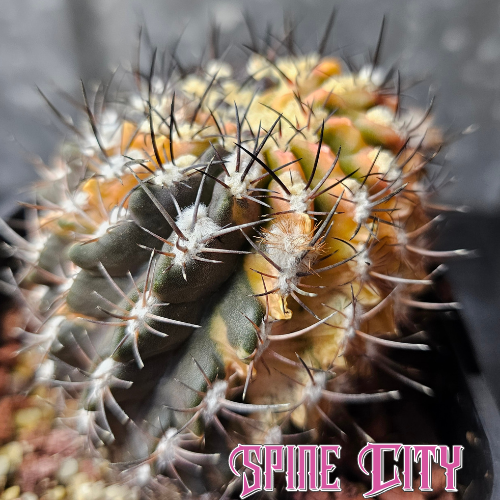 Eriosyce F2 hybrid cactus by Spine City featuring strong Eriosyce character and variegated body