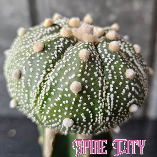 Astrophytum asterias cactus with light flocking and pronounced wool dots across the body