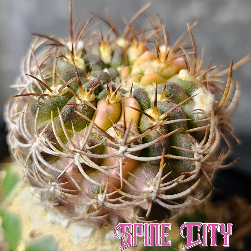 Chileorebutia fulva hybrid cactus with variegation and unique spines