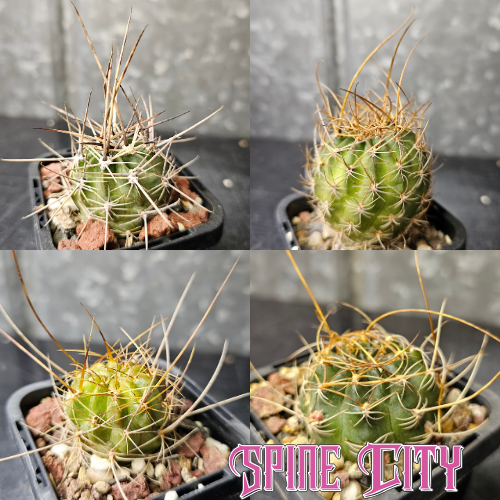 Cactus bundle - 4 plants Spine Candy Lobivia chilensis Lobivia hybrid Lobivia boliviensis Lobivia ferox HUN179 spiny cactus bundle flowering Lobivia Spine City Australia’s leading Lobivia producer