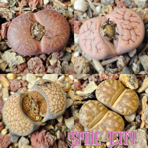Lithops bundle featuring four individually selected living stone plants from Spine City