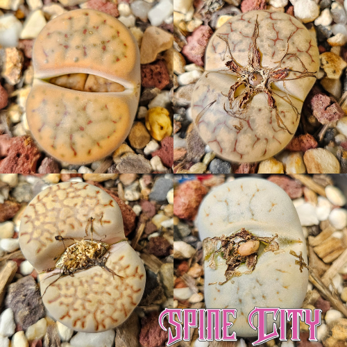 Lithops bundle (4 plants)