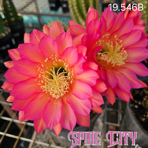 TH Spring Festival x TH Blutsbruder hybrid displaying enormous candy pink flowers with peachy orange brushstrokes through the centre of each petal.