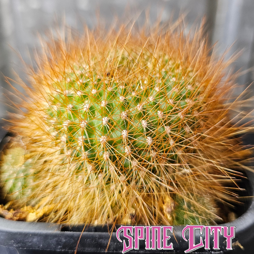 Rebutia xanthocarpa violaciflora cactus with orange bristly spines and neon pink flowers