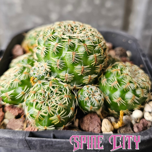 Sulcorebutia pedroensis miniature clumping cactus with rich green body and flattened spines in bloom