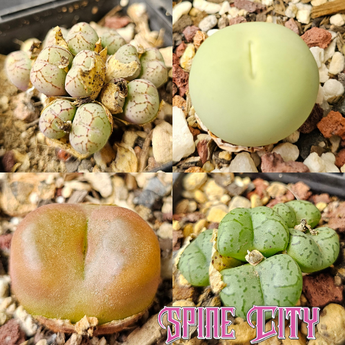 Conophytum bundle (4 plants) – mixed miniature succulents grown from seed, Spine City Australia