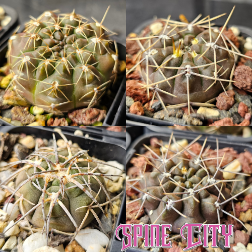 Cactus bundle of 4 Gymnocalycium with mixed forms, suited to beginners and collectors alike.