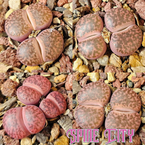 Lithops bundle 4 plants curated collector selection