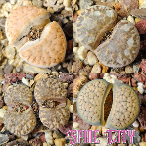 Lithops bundle featuring four individually selected living stone plants from Spine City