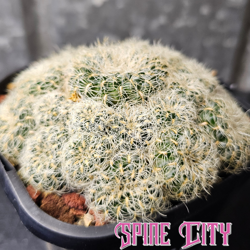 Sulcorebutia caniguerali cactus forming a tight multi headed cluster with dense bristly spines