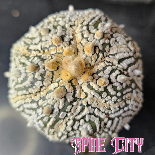 Astrophytum asterias cactus with evenly distributed flocking and a highly symmetrical surface pattern