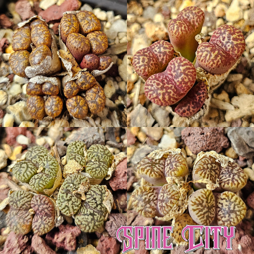 Conophytum bundle (4 plants) – unusual miniature succulents grown from seed, Spine City Australia