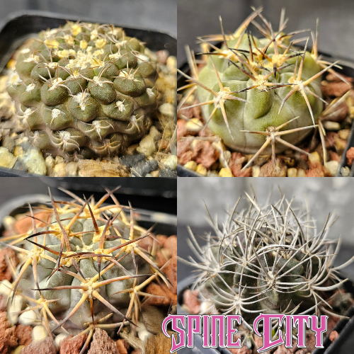Cactus bundle - 4 plants spine and form mix Acanthocalycium glaucum Acanthocalycium thionanthum glaucum P394 Chileorebutia carneoflora Neochilenia pulchella esmeraldana Spine City cactus bundle rare collector forms