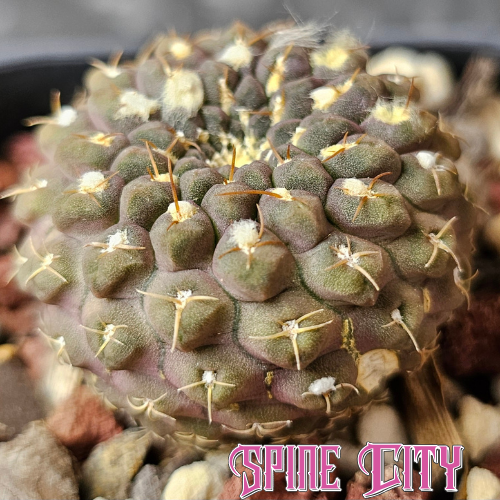 Chileorebutia carneoflora cactus with olive and purple tones compact sculpted form