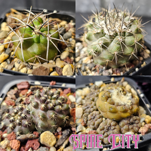 Cactus bundle of 4 Copiapoa including favourites and hybrids, essential for every collection.