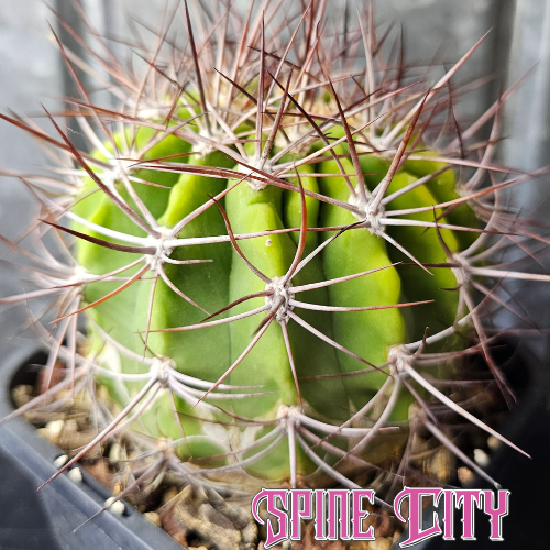 Denmoza rhodacantha flowering size specimen with alluring green body deep ridges and strong spines