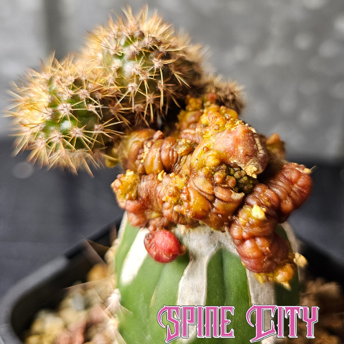 Echinopsis cv. Chocolate cactus showing reverted growth and dark chocolate tones