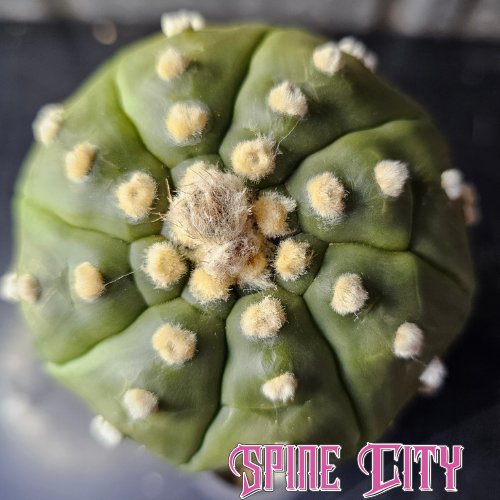 Astrophytum asterias hybrid with pronounced fluffy dots, deep ribs and strong notching.