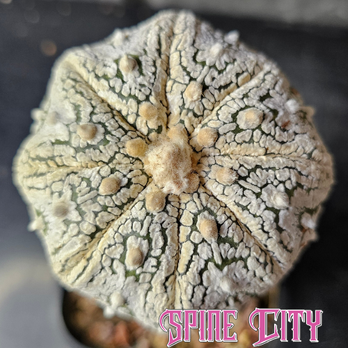 Astrophytum asterias Thai Select cactus with dense white flocking and defined surface pattern