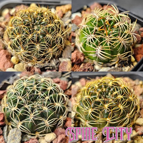 Cactus bundle - 4 plants squat Lobivia set Lobivia tiegeliana MN520 Lobivia oligotricha WR58 Lobivia tiegeliana distefanoana R90 hybrids flowering Lobivia Spine City bundle Australia’s leading Lobivia producer