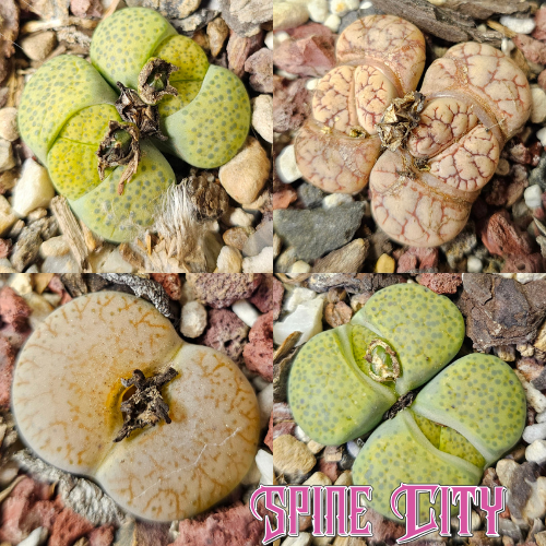 Lithops bundle featuring four individually selected living stone plants from Spine City