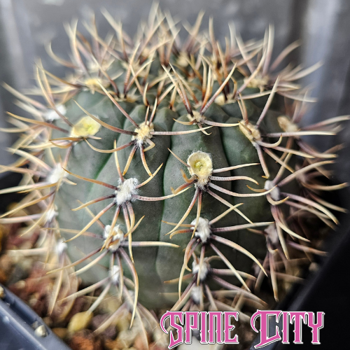Gymnocalycium kieslingii var castaneum mature slow grown specimen with deep dark body and heavy spines