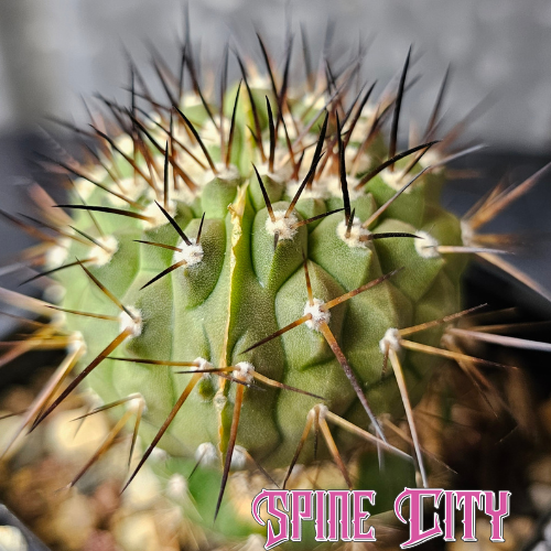 Rare dichotomous Copiapoa cinerea JN2032 with frosty skin and black spines
