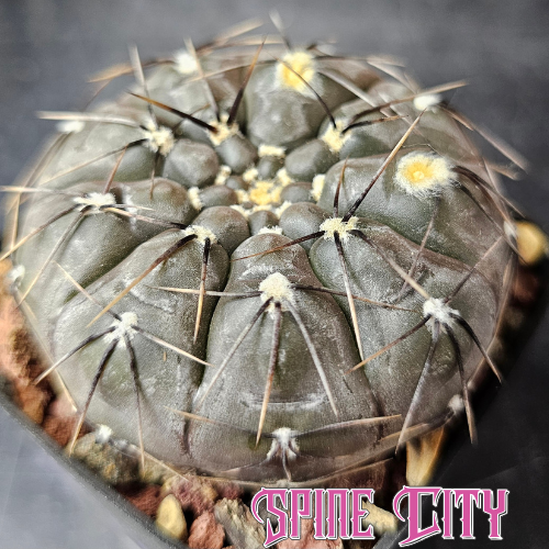 Gymnocalycium berchtii rare cactus with dark frosted body and flattened growth from Ludwig Bercht seed