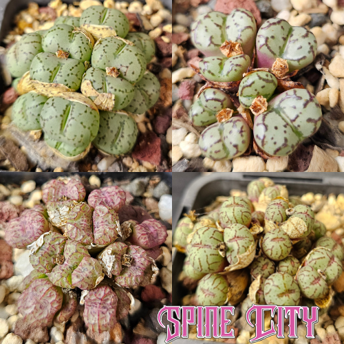 Conophytum bundle (4 plants) – curious miniature succulents grown from seed, Spine City Australia